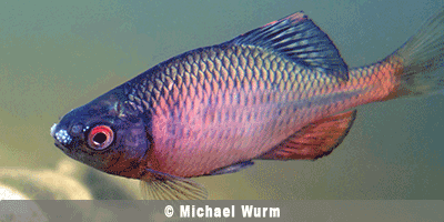 Fisch des Jahres 2008, Der Bitterling, Rhodeus sericeus amarus