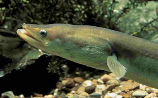 Der Lachs - Fisch des Jahres 1992, Salmo salar Der Lachs - Fisch des Jahres 1992, Salmo salar