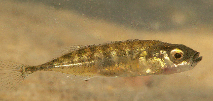 Neunstachliger Stichling, Pungitis pungitis