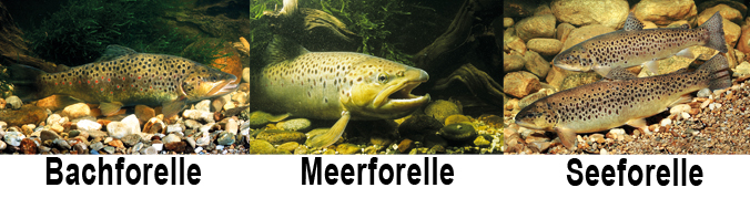 Europäischer Stör / Gemeiner Stör (Acipenser sturio) - Fisch des Jahres 2014 Europäischer Stör / Gemeiner Stör (Acipenser sturio) - Fisch des Jahres 2014