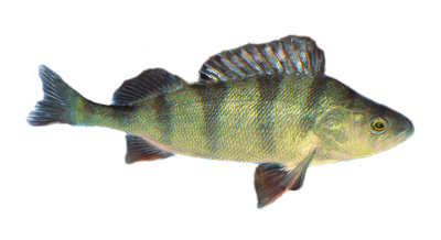Der Flußbarsch Der Flußbarsch