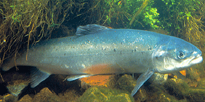 Der Aal (Anguilla anguilla) Fisch des Jahres 1995