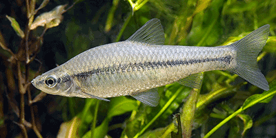 Blaubandbärbling, Pseudorasbora parva