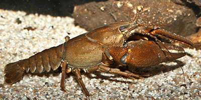 Edelkrebs, Astacus astacus