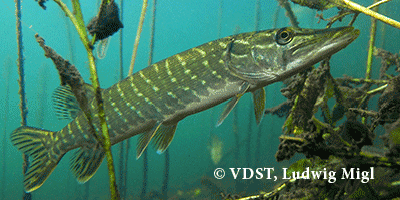 Fisch des Jahres 2016, Hecht, Esox Lucius