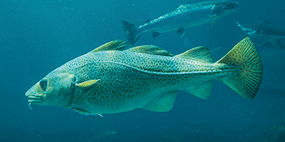 Fisch des Jahres 1993, Der Kabeljau Fisch des Jahres 1993, Der Kabeljau