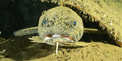 Die Quappe (Lota lota) - Fisch des Jahres 2002