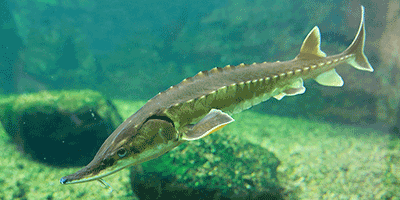Der Stör (Acipenser sturio L.) - Fisch des Jahres 2001