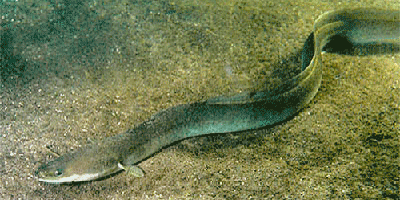 Der Aal (Anguilla anguilla) Fisch des Jahres 2009