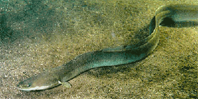 Der Aal (Anguilla anguilla) Fisch des Jahres 1995