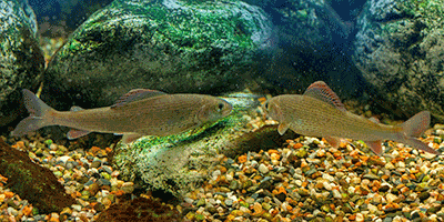 Die Äsche (Thymallus thymallus) Fisch des Jahres 2011