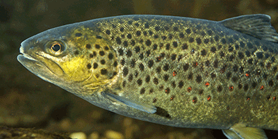 Bachforelle, Salmo trutta forma fario