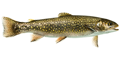 Bachsaibling, Salvelinus fontinalis