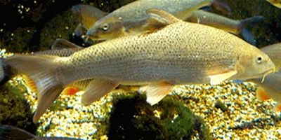 Die Barbe (Barbus barbus) - Fisch des Jahres 2003