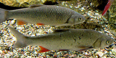 Döbel, Aitel, Squalius cephalus