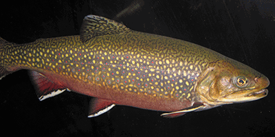 Elsässer Saibling, Salvelinus fontinalis (Weibchen) und Salvelinus alpinus (Männchen)