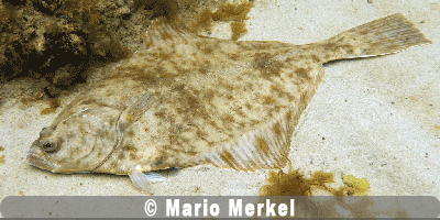 Fisch des Jahres 2016, Die Flunder Fisch des Jahres 2016, Die Flunder