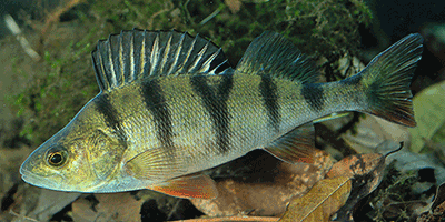 Der Flussbarsch (Perca fluviatilis) Fisch des Jahres 2023