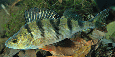 Flussbarsch (Perca fluviatilis)