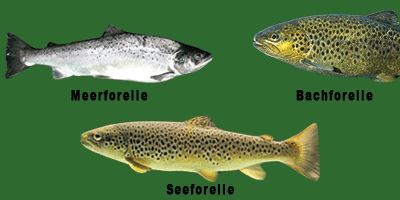 Fisch des Jahres 2013, Die Forellen Fisch des Jahres 2013, Die Forellen
