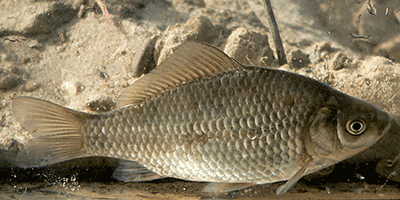 Giebel, Carassius gibelio