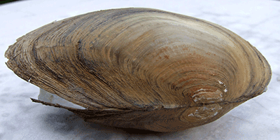 Grosse Teichmuschel, Anodonta cygnea