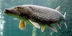 Hecht, Esox lucius