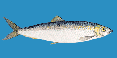Fisch des Jahres 2021, Der Hering (Clupea harengus) Fisch des Jahres 2021, Der Hering (Clupea harengus)