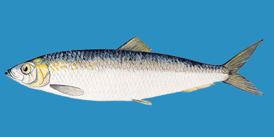 Fisch des Jahres 2022, Der Hering (Clupea harengus) Fisch des Jahres 2022, Der Hering (Clupea harengus)