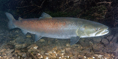 Der Huchen (Hucho hucho) - Fisch des Jahres 2015