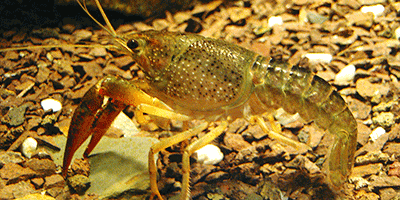 Kamberkrebs, Orconectes limosus