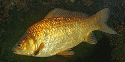 Die Karausche (Carassius carassius) Fisch des Jahres 2010