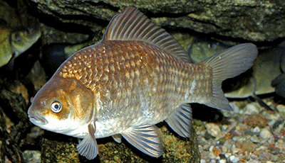 Karausche, Carassius carassius