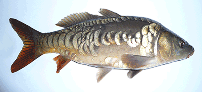 Karpfen, Cyprinus carpio