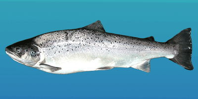 Die Meerforelle (Salmotrutta trutta) - Fisch des Jahres 1996