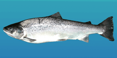 Fisch des Jahres 1996, Die Meerforelle ,Salmo trutta trutta Fisch des Jahres 1996, Die Meerforelle ,Salmo trutta trutta