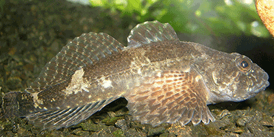 Fisch des Jahres 2006, Die Koppe / Groppe / Mühlkoppe, Cottus gobio