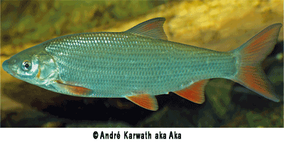 Nase, Chondrostoma nasus