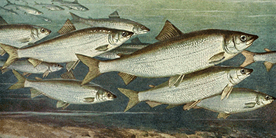 Fisch des Jahres 1999, Der Nordseeschnäpel, Coregonus oxyrhynchus