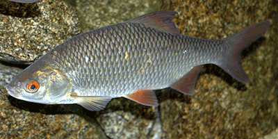 Rotfeder, Scardinius erythrophtalmus