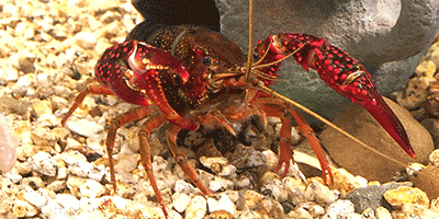 Roter Amerikanischer Sumpfkrebs, Procambarus clarkii