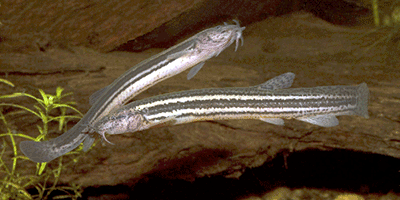 Fisch des Jahres 1987, Der Schlammpeitzger Fisch des Jahres 1987, Der Schlammpeitzger