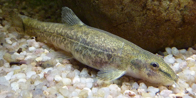 Fisch des Jahres 1984, Die Bachschmerle, Barbatula barbatula Fisch des Jahres 1984, Die Bachschmerle, Barbatula barbatula