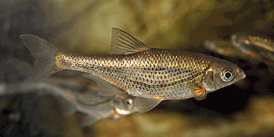 Fisch des Jahres 1986, Der Schneider, Alburnoides bipunctatus Fisch des Jahres 1986, Der Schneider, Alburnoides bipunctatus