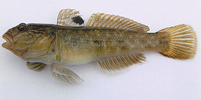 Schwarzmundgrundel, Neogobius melanostomus