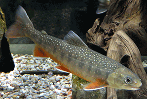 Seesaibling, Salvelinus alpinus