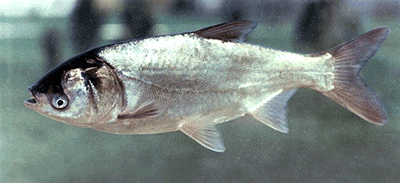 Silberkarpfen, Hypophthalmichthys molitrix