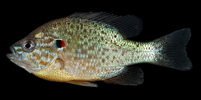 Gemeiner Sonnenbarsch, Lepomis gibbosus