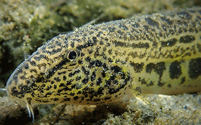 Steinbeißer, Cobitis taenia