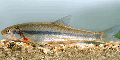 Der Strömer (Leuciscus souffia) - Fisch des Jahres 1998